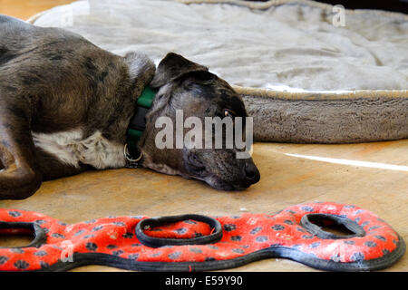 A dog lays on the floor next to his toy and dog bed. Stock Photo