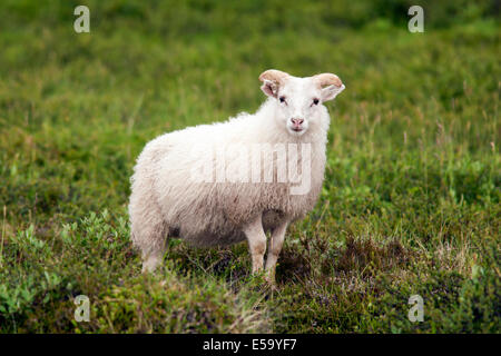 Icelandic Sheep - Iceland Stock Photo