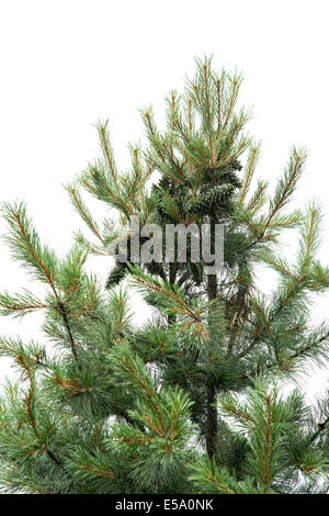 nut pine on the top of tree, isolated on white Stock Photo