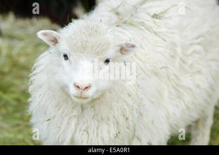 One young white domestic sheep, Ovis aries, looking up at you at close range. Stock Photo