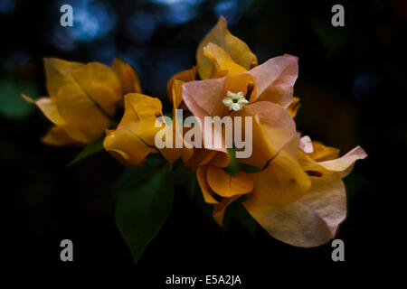 Orange Bougainvillea Stock Photo