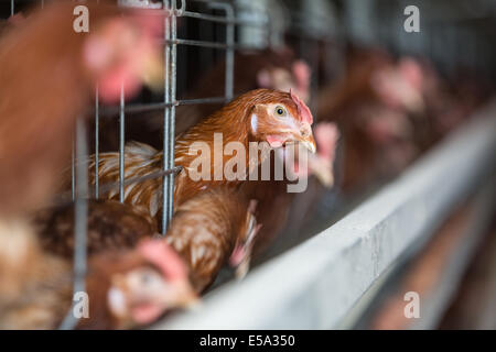 Brown chicken on a modern poultry factory Stock Photo