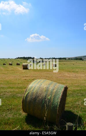 Round hay bales in a Sussex field during the Summer harvest Stock Photo ...