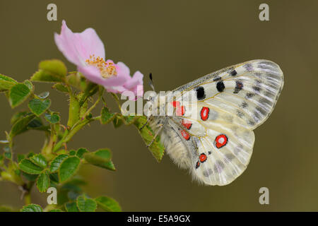 Apollo Butterfly (Parnassius apollo) on a dog rose, Swabian Alb biosphere reserve, Baden-Württemberg, Germany Stock Photo