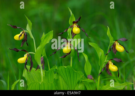 Lady's Slipper Orchids (Cypripedium calceolus), flower cluster, Swabian Alb biosphere reserve, Baden-Württemberg, Germany Stock Photo