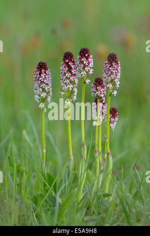 Burnt Tip Orchid (Orchis ustulata), flower cluster on a rough pasture, Swabian Alb biosphere reserve, Baden-Württemberg Stock Photo