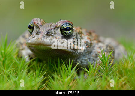 Natterjack toad (Bufo calamita), Emsland, Lower Saxony, Germany Stock Photo