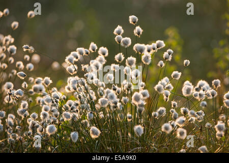 Tussock Cottongrass (Eriophorum vaginatum), seed heads, Großes Moor nature reserve, Lower Saxony, Germany Stock Photo