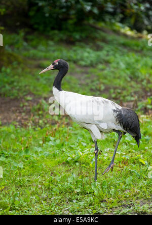 Black-necked Crane (Grus nigricollis), captive, Lower Saxony, Germany Stock Photo