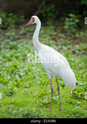 Siberian White Crane (Grus leucogeranus) adult Keoladeo Ghana Sanctuary ...