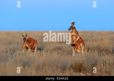 Red Kangaroo (Macropus rufus), two adult males, Sturt National Park, New South Wales, Australia Stock Photo