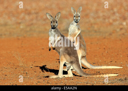 Red Kangaroo (Macropus rufus), two adult females, Sturt National Park, New South Wales, Australia Stock Photo