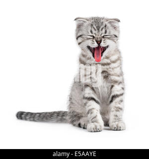 Yawning Scottish kitten Stock Photo