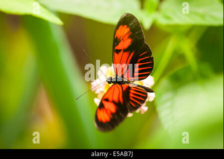 North West London, Golders Hill Park, butterfly house, insect insects, Postman Common Heliconius Melpomene Stock Photo
