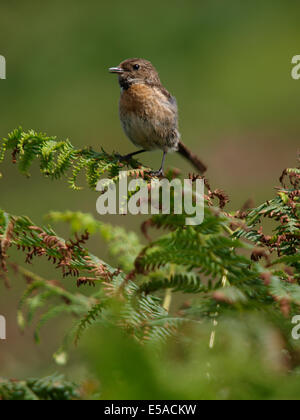 Female Stonechat, Saxicola torquata, Cornwall, UK Stock Photo