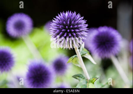 Echinops ritro Veitch's Blue.Purple globe flower. Stock Photo