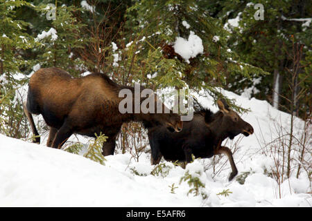 40,912.04231 Mother cow moose (Alces alces, Bovidae) and her baby calf walking in winter snow, conifer tree forest. Stock Photo