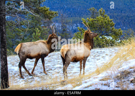 40,913.04351 Two spike antler bull elk standing close broadside, heads up looking forward, winter snowy meadow on edge of conifer tree forest Stock Photo