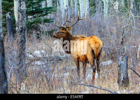40,914.04394 Bull elk with head up looking sideways, big trophy antlers, standing in a winter snowy aspen and conifer tree forest with shrubs Stock Photo