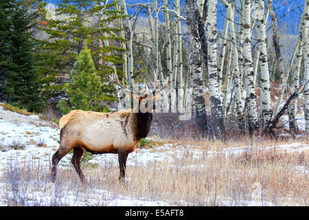 40,914.04405 Alert large antlered bull elk in a snowy meadow on the edge of a winter aspen and conifer tree forest. Stock Photo
