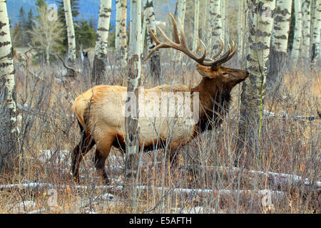 40,914.04463 Bull elk with huge antlers in aspen forest, showing tree trunks' black and white bark Stock Photo