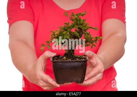 Little japanese elm (Ulmus japonica) are holding from two female hands Stock Photo