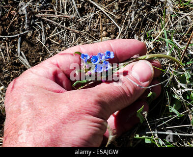 Hand holding Mertensia lanceolata, Foothills Mertensia, Boraginaceae, Borage wildflowers in bloom, Central Colorado, USA