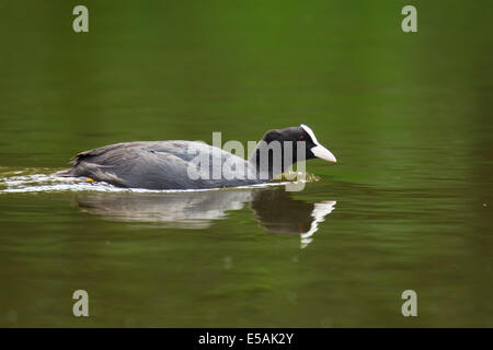 Eurasian Coot (Fulica atra) shows aggression towards invaders in the territory. Stock Photo