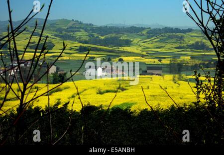 PENGZHOU, CHINA: CHINESE FARMHOUSES AND FIELDS COVERED WITH YELLOW RAPESEED OIL FLOWERS IN LATE MARCH IN SICHUAN PROVINCE *