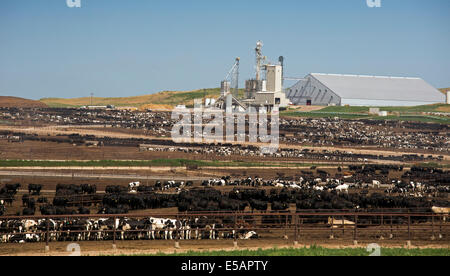 platte north feeders livestock feedlot nebraska operated cattle gottsch company alamy similar