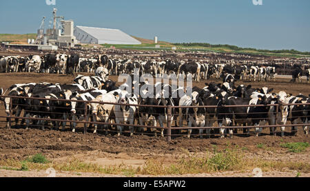 platte north nebraska livestock feeders feedlot operated cattle gottsch company alamy similar