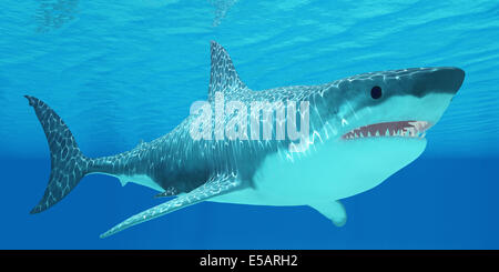 The Great White Shark can live for more than 70 years and reach a length of 8 meters or 26 feet. Stock Photo