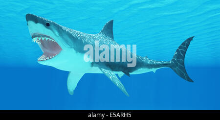 The Great White Shark can live for more than 70 years and reach a length of 8 meters or 26 feet. Stock Photo