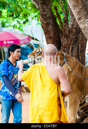 Buddhist monk feeding with milk a bengal tiger at the Tiger Temple on May 23, 2014 in Kanchanaburi, Thailand. Stock Photo