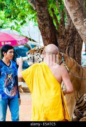 Buddhist monk feeding with milk a bengal tiger at the Tiger Temple on May 23, 2014 in Kanchanaburi, Thailand. Stock Photo