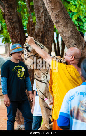 Buddhist monk feeding with milk a bengal tiger at the Tiger Temple on May 23, 2014 in Kanchanaburi, Thailand. Stock Photo