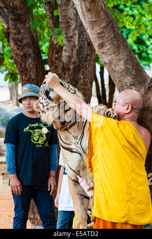 Buddhist monk feeding with milk a bengal tiger at the Tiger Temple on May 23, 2014 in Kanchanaburi, Thailand. Stock Photo