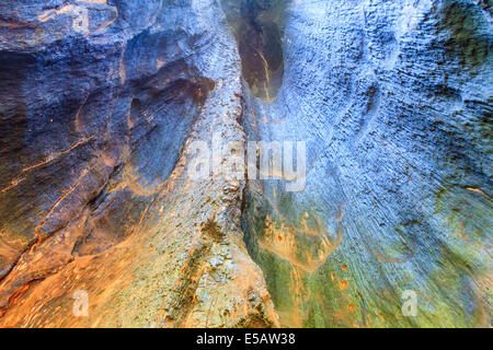 Inside of the partially burned trunk of the giant sequoia tree known as the Agassiz tree Stock Photo