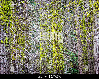 Tangle of branches growing out of Douglas fir trees with lichen on bark in Sierra Nevada Mountains in California