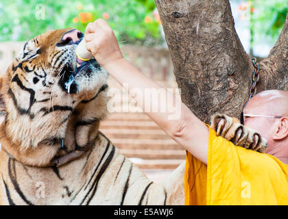 Buddhist monk feeding with milk a bengal tiger at the Tiger Temple on May 23, 2014 in Kanchanaburi, Thailand. Stock Photo