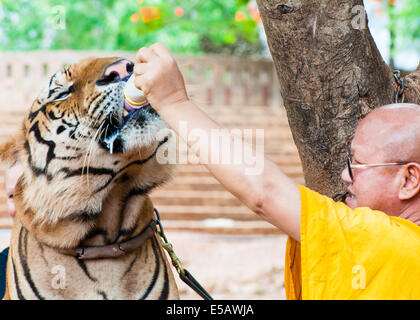 Buddhist monk feeding with milk a bengal tiger at the Tiger Temple in Kanchanaburi, Thailand. Stock Photo