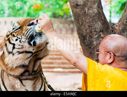 Buddhist monk feeding with milk a bengal tiger at the Tiger Temple in Kanchanaburi, Thailand. Stock Photo