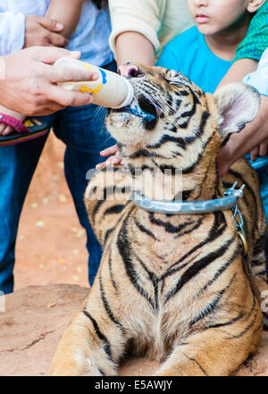 Buddhist monk feeding with milk a bengal tiger at the Tiger Temple in Kanchanaburi, Thailand Stock Photo