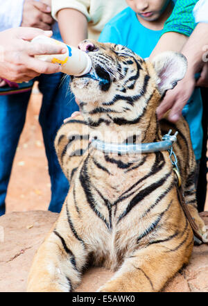 Buddhist monk feeding with milk a bengal tiger at the Tiger Temple in Kanchanaburi, Thailand Stock Photo