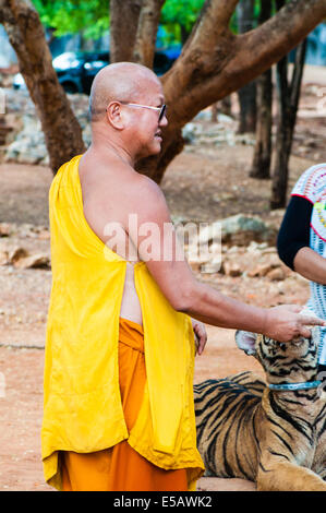 Buddhist monk feeding with milk a bengal tiger at the Tiger Temple in Kanchanaburi, Thailand. Stock Photo