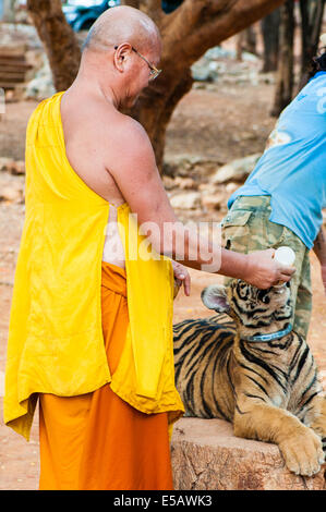 Buddhist monk feeding with milk a bengal tiger at the Tiger Temple in Kanchanaburi, Thailand. Stock Photo