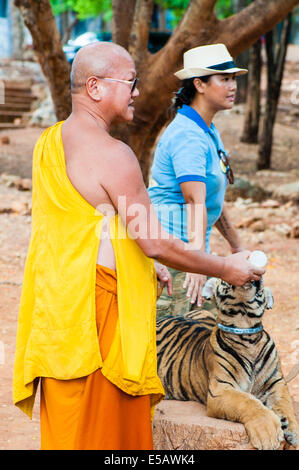 Buddhist monk feeding with milk a bengal tiger at the Tiger Temple in Kanchanaburi, Thailand. Stock Photo