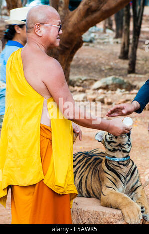 Buddhist monk feeding with milk a bengal tiger at the Tiger Temple in Kanchanaburi, Thailand. Stock Photo