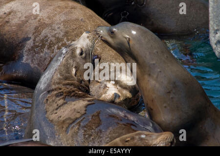 Several Sea Lions resting on a platform at Fisherman's Wharf in Monterey, California Stock Photo