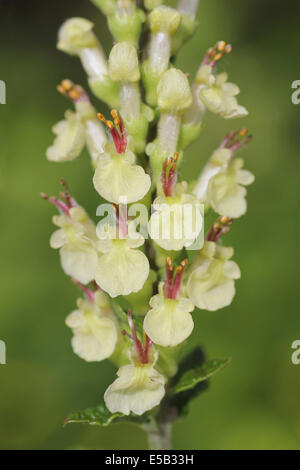 Wood Sage Teucrium scorodonia Stock Photo